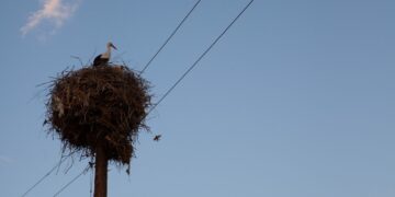 Pomoc bocianom w trakcie ataku zimy