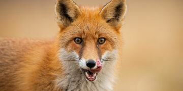 Światowej sławy marka sportowa Adidas dołącza do programu Sklepy Wolne od Futer