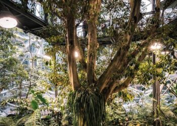 Wiesz czym są ogrody deszczowe? Powiemy Ci dlaczego są one ważne dla naszego ekosystemu!