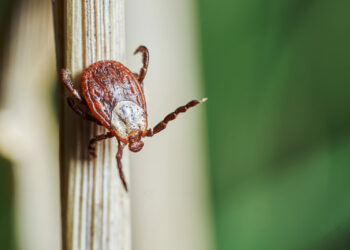 Bezpieczna wiosna, czyli jak uchronić się przed kleszczami