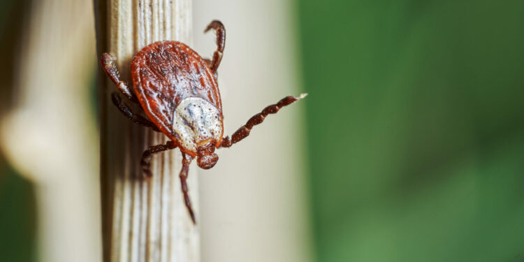 Bezpieczna wiosna, czyli jak uchronić się przed kleszczami