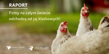 To już globalny trend – firmy na całym świecie odchodzą od jaj z chowu klatkowego