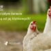 To już globalny trend – firmy na całym świecie odchodzą od jaj z chowu klatkowego