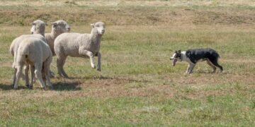 Wilki i hodowca mogą żyć w zgodzie