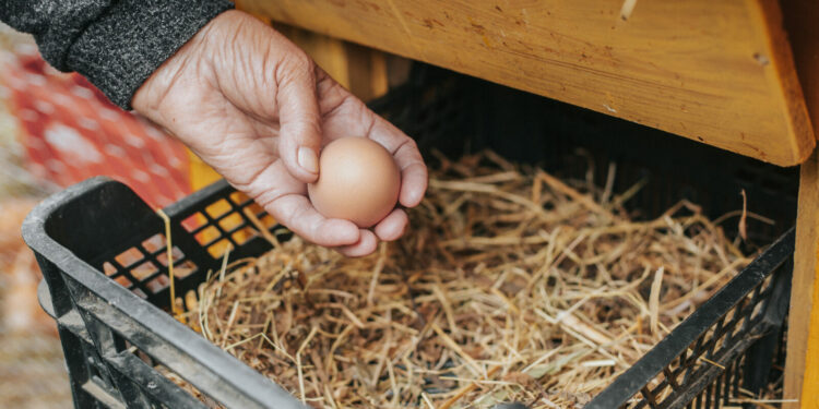 Polak wydaje na żywność ekologiczną dziesięć razy mniej niż Europejczyk