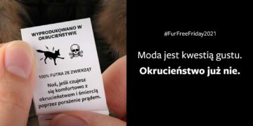 Black Friday bez futra i okrucieństwa – apel międzynarodowej organizacji Humane Society International