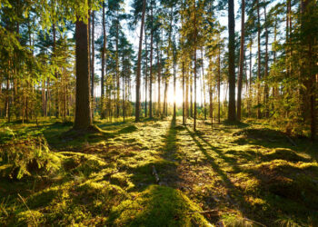 Lasy zarządzane w sposób zrównoważony – podstawa europejskiego przemysłu papierniczego