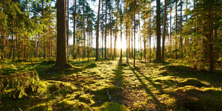 Lasy zarządzane w sposób zrównoważony – podstawa europejskiego przemysłu papierniczego