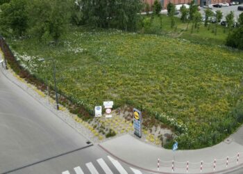Coraz więcej łąk kwietnych przy sklepach Lidl Polska!